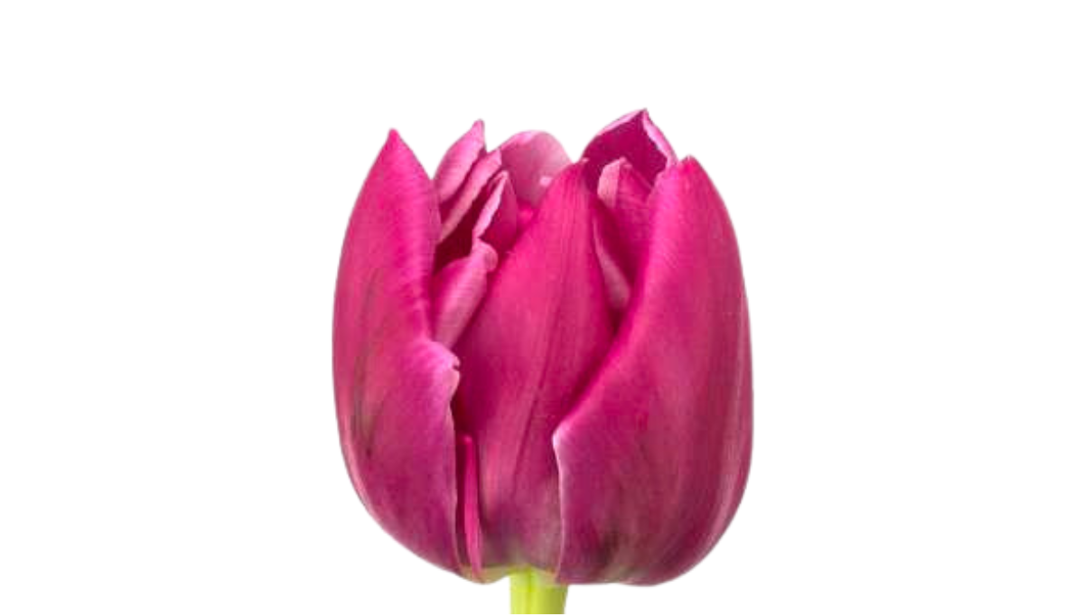 Tulip Double Cherise