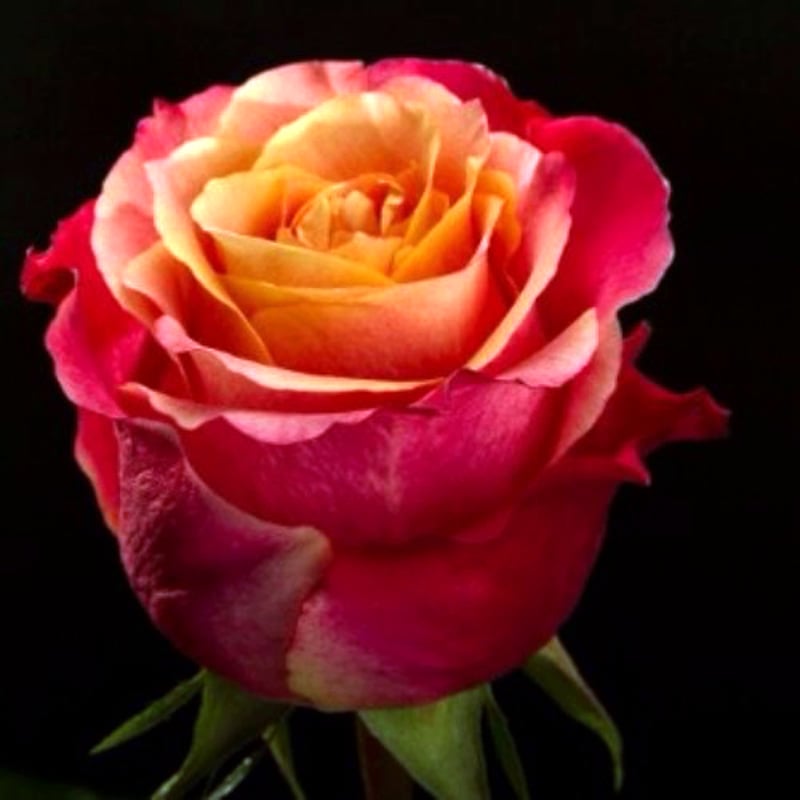 3D Cropped resized