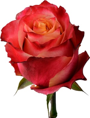 3D resized