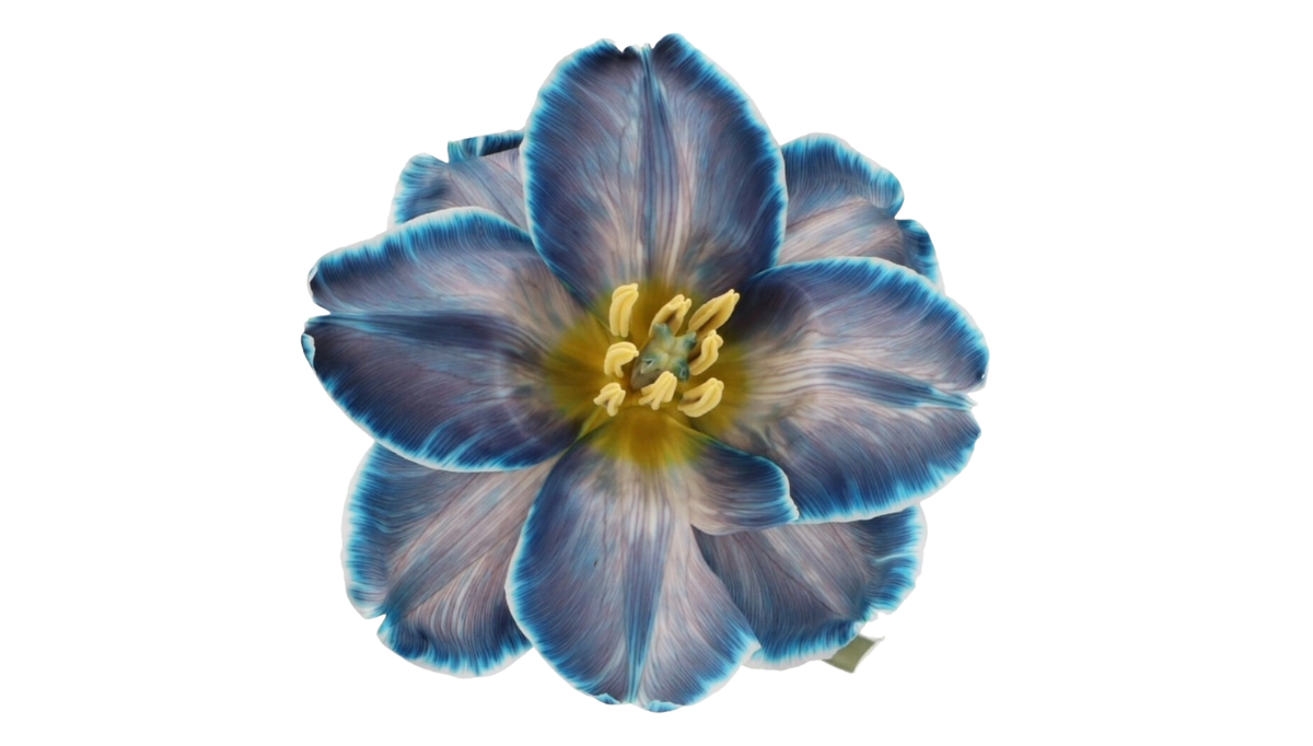 Tulip Royal Blue VIP