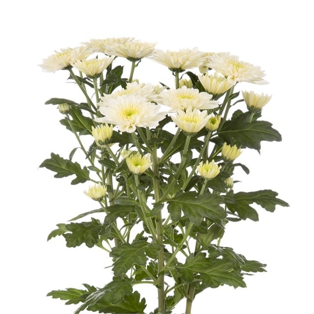 49900_vanilla_sorbet_tros_bos-640-640