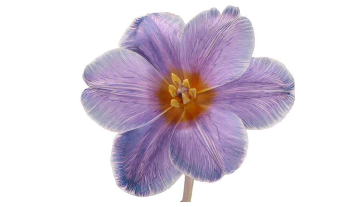 Tulip pastel violet VIP