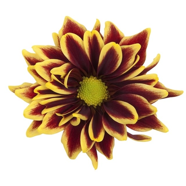 9439_orinoco_yellow_tros_blm-640-640
