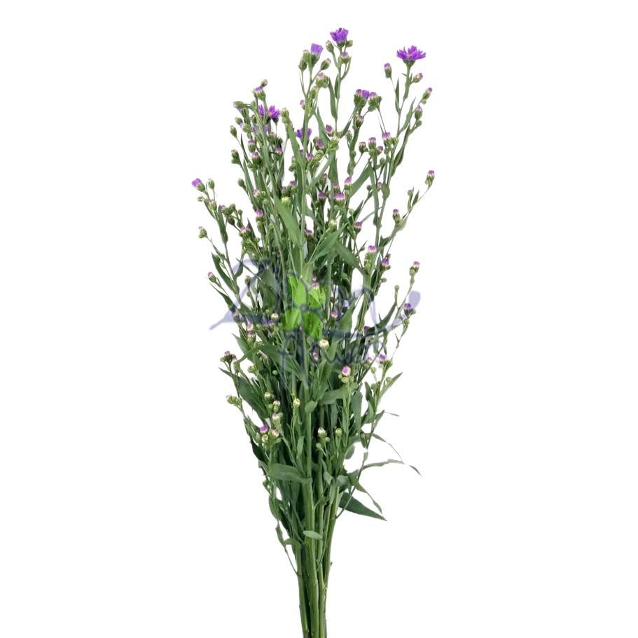 ASTER-PURPLE
