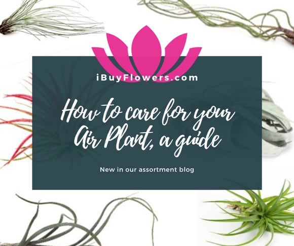 How to care for your Air Plant, a guide and explanation!