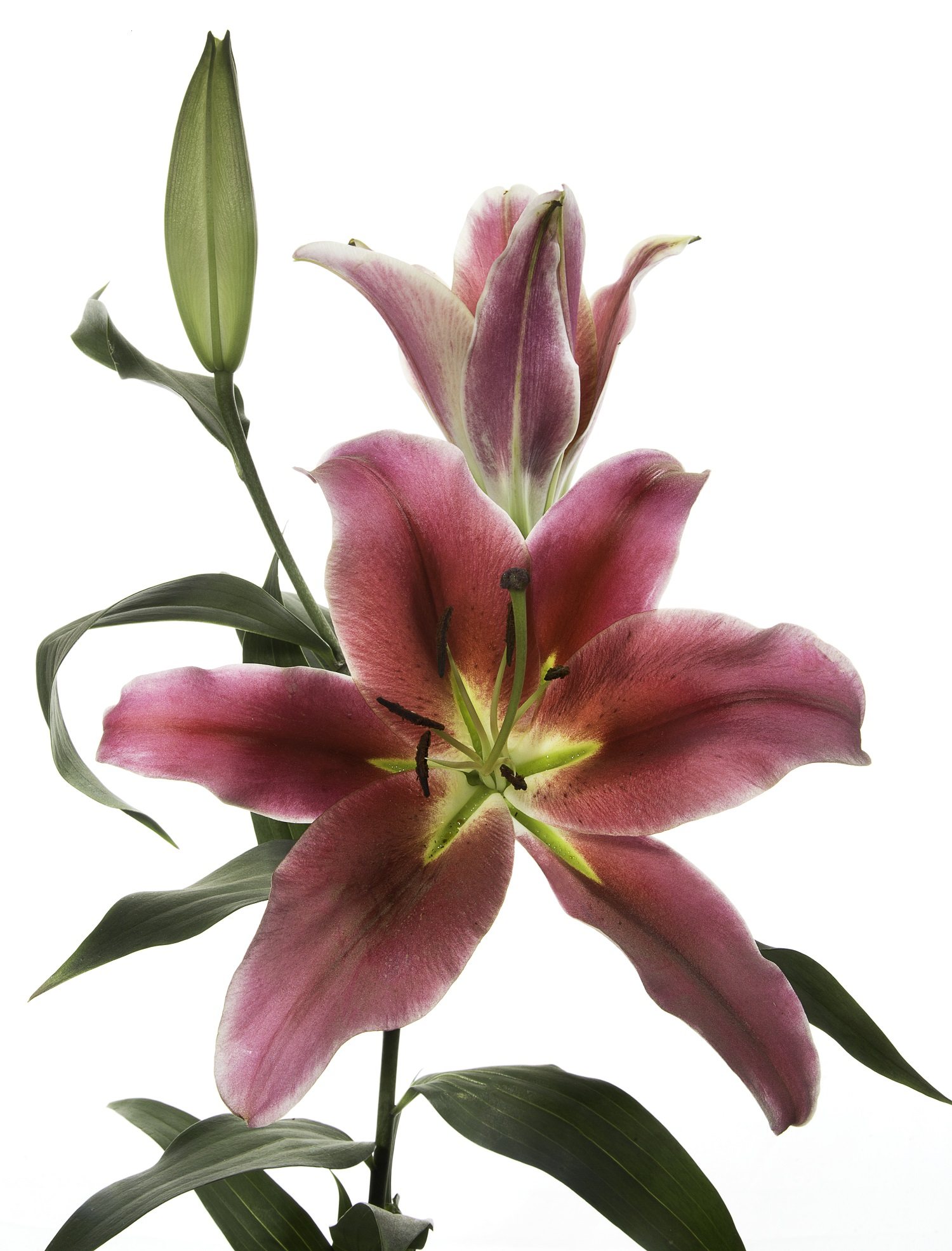 Amarossi
