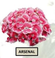 Arsenal