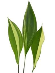 Aspidistria_variegated