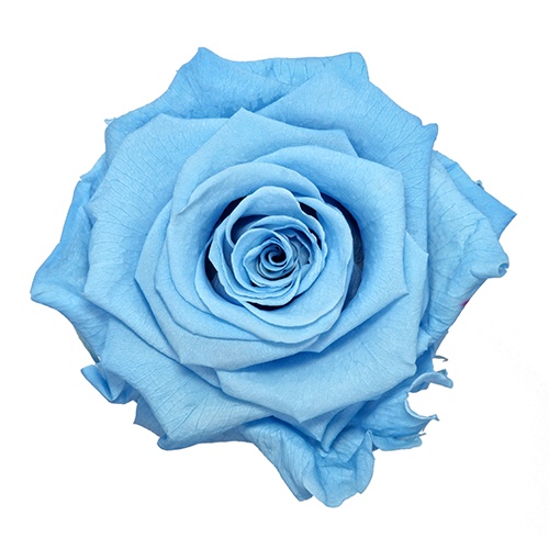 Baby_Blue