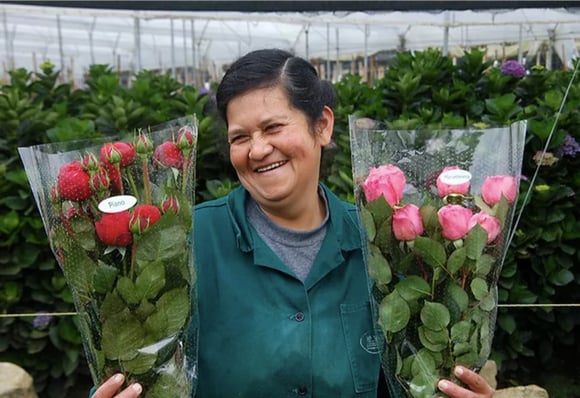 The fairytale of Alexandra Farms- the world’s no 1. garden rose grower