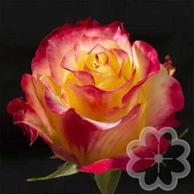 Bonfire_rose