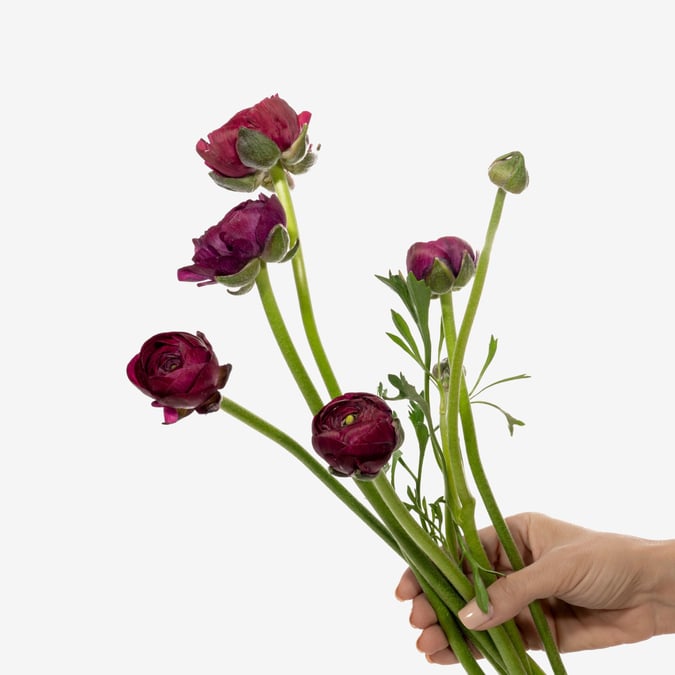 Burgundy Ranunculus