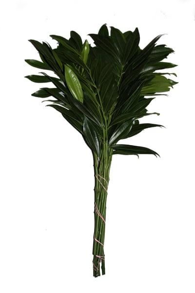 COCCULUS