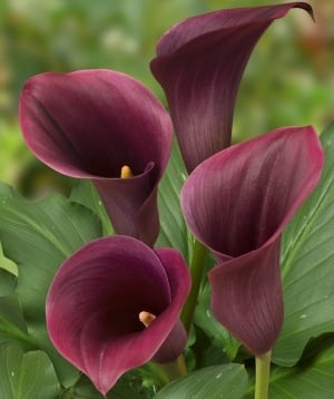 Calla-Promise-2