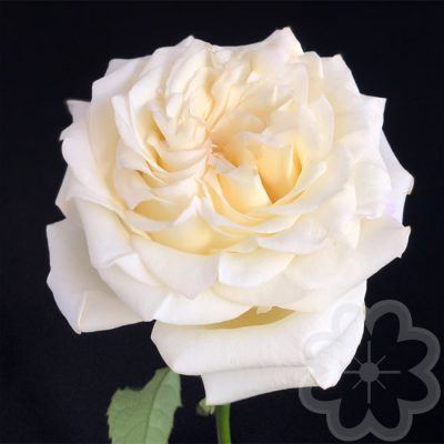 Candlelight_garden_rose