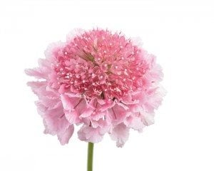 Candy_Scoop