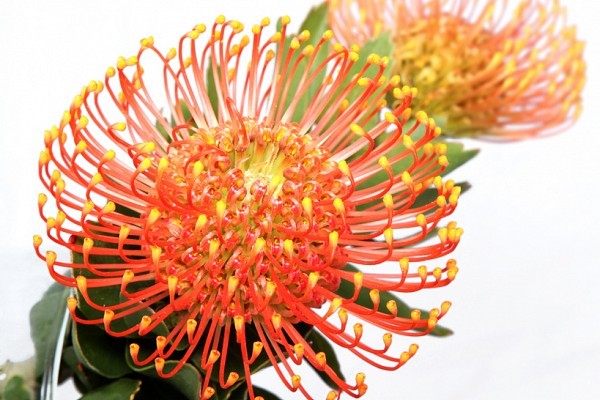 Caroline_Protea