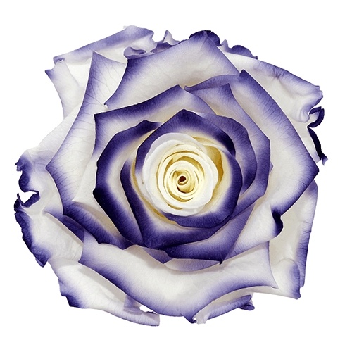 Cayambe_essence