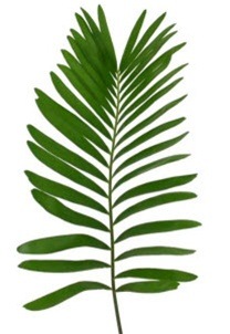 Coontie_fern