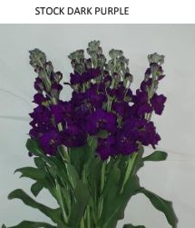 Dark Purple