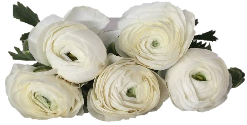 ELEGANCE_WHITE