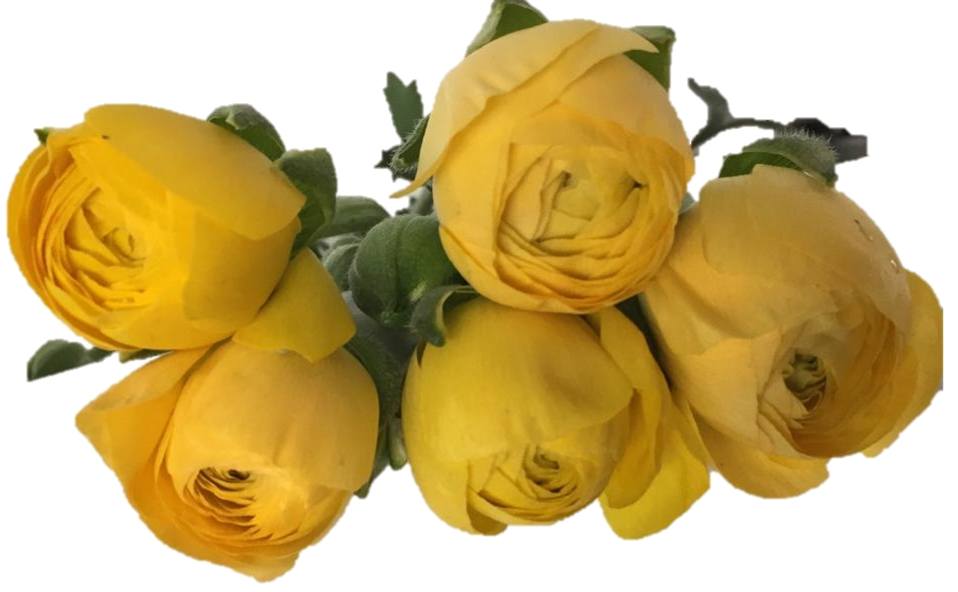 ELEGANCE_YELLOW