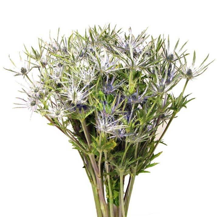 ERYNGIUM