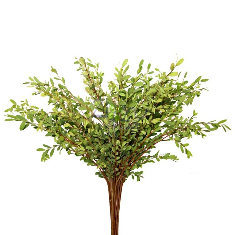 EUCALIPTO-LEPTOSPERMUM