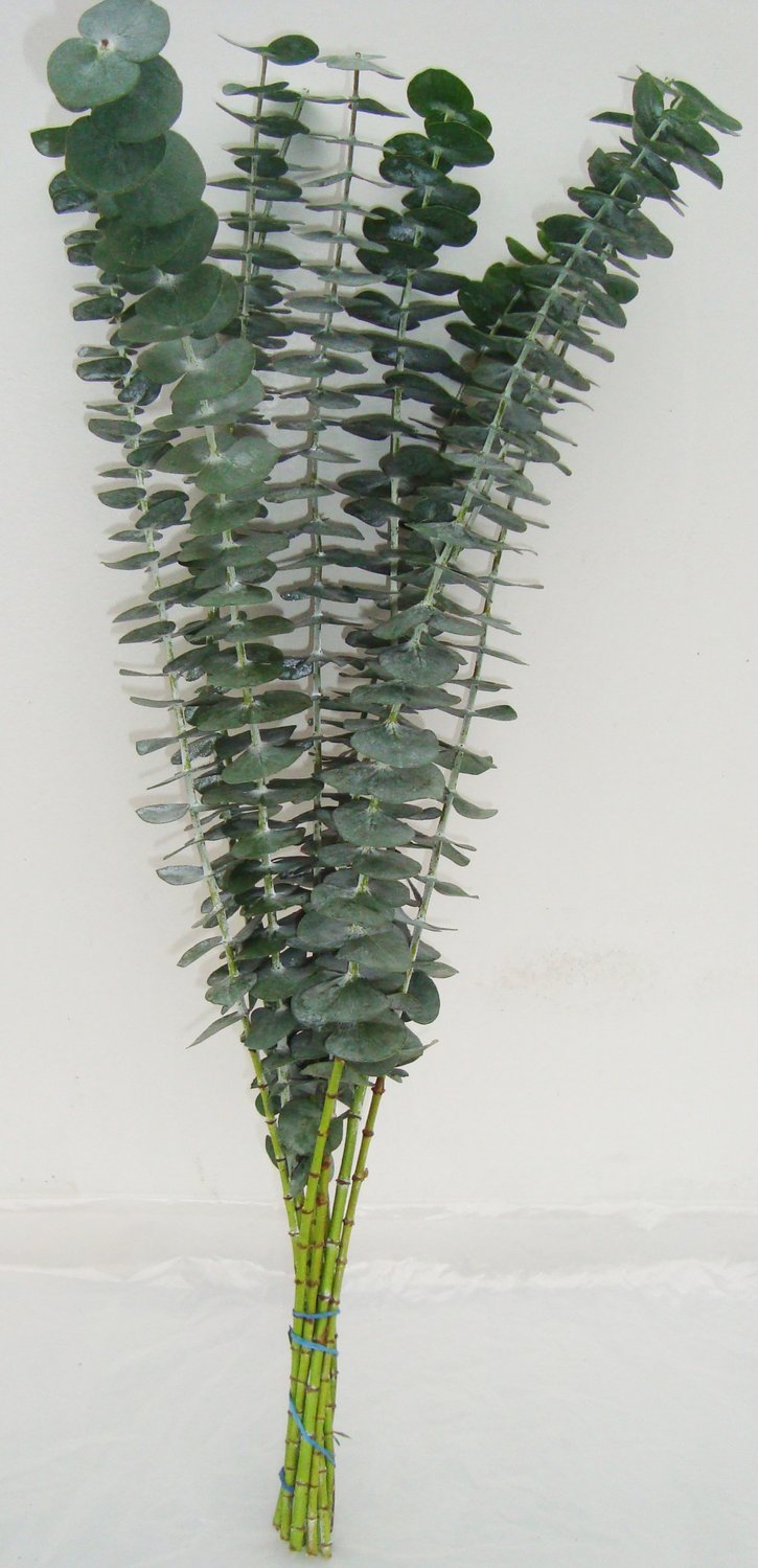 Eucalyptus