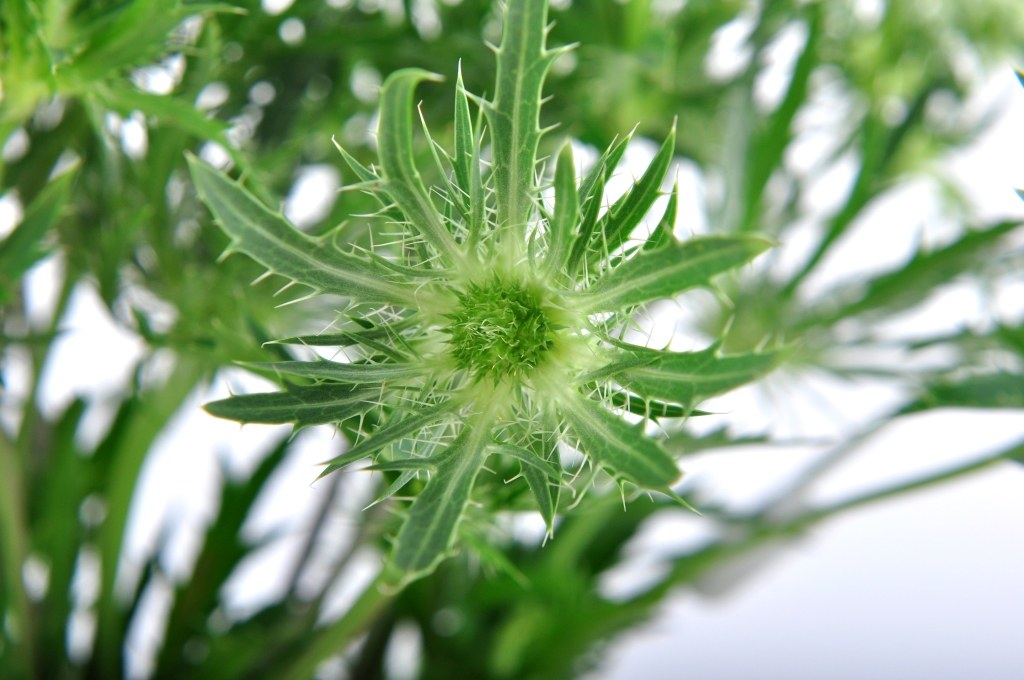 Eryngium_Green_Bell