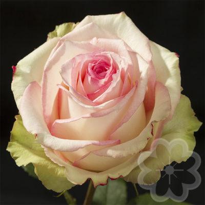 Esperance_rose