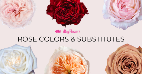 Rose color shades & substitutes