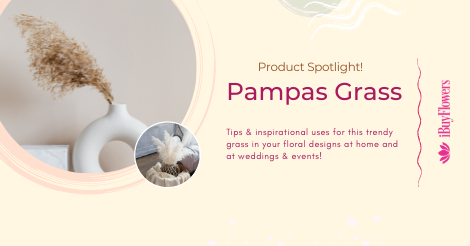 Product Spotlight: Pampas Grass
