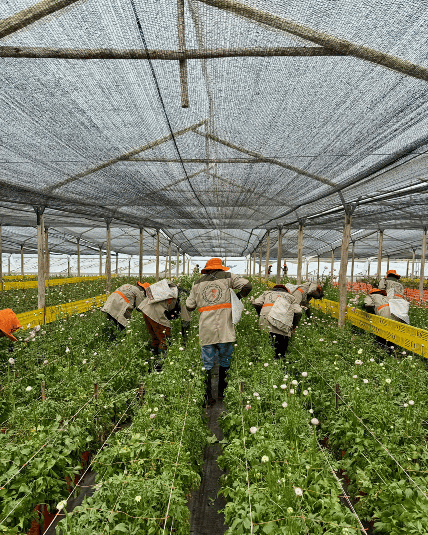 Flower Processing