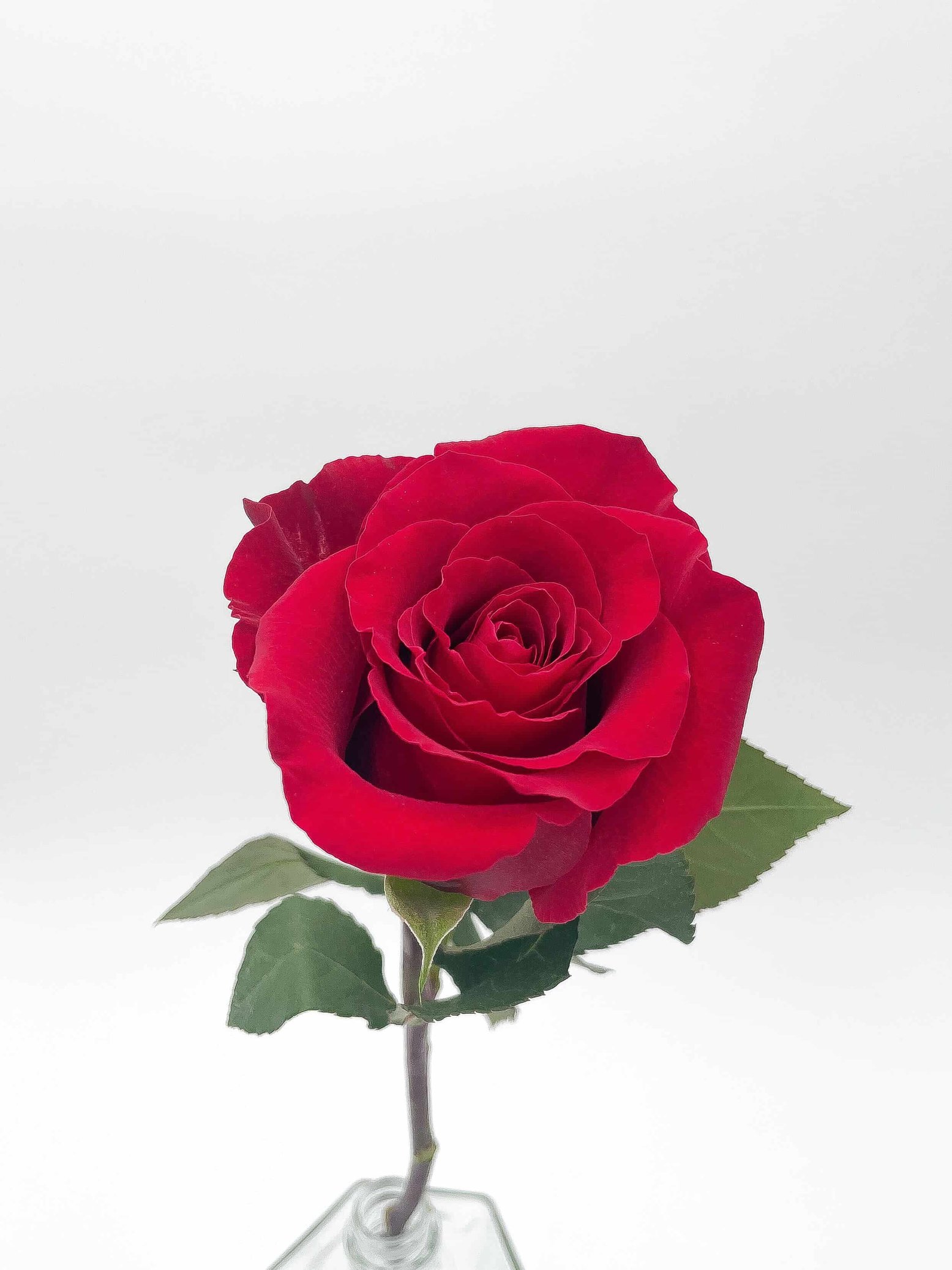 The Best Red Roses: A Guide To The Top Varieties | iBuyFlowers