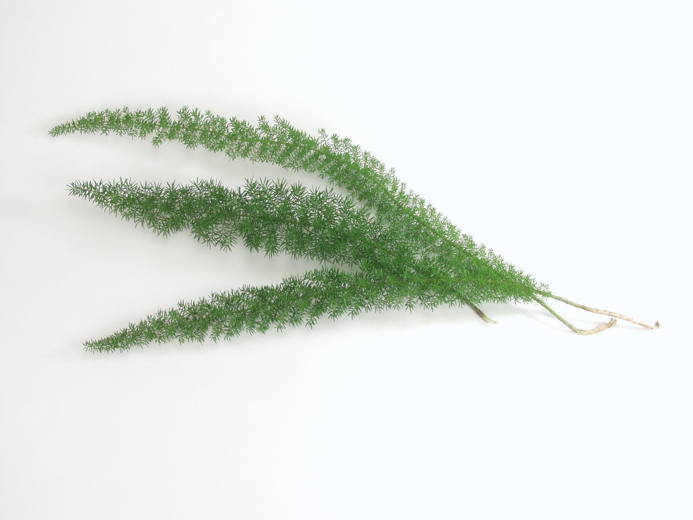 Foxtail 1