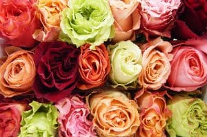 Garden Roses Garden Cottage Box Assorted Colors (mixed)