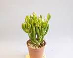 Grassula_golem