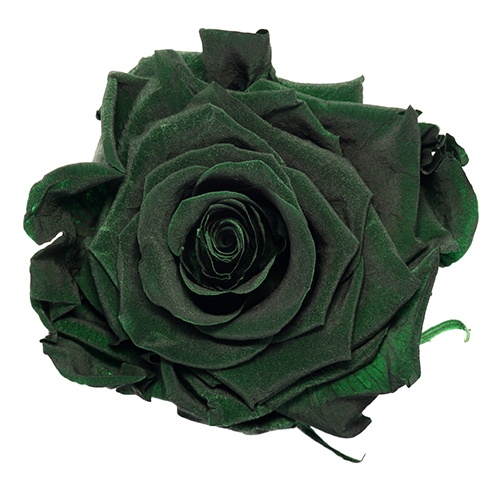 Green_Olive