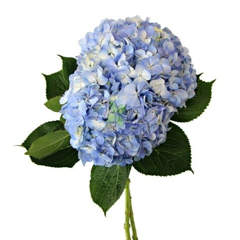 HYDRANGEA-BLUE