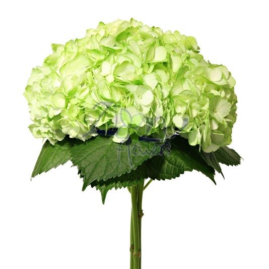HYDRANGEA-TINTED-LIGHT-GREEN