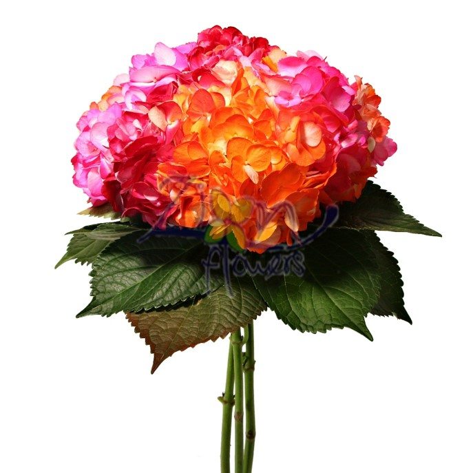 HYDRANGEA-TINTED-TRICOLOR