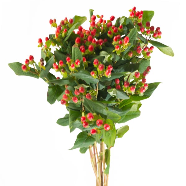 Hipericum