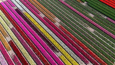 Inside the Dutch Flower Auction: How Florists Source Smarter with iBuyFlowers