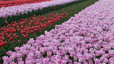 How Your Dutch Flowers Are Shipped: From The Netherlands to Your Doorstep
