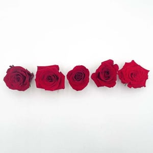 The Best Red Roses: A Guide To The Top Varieties