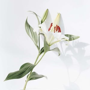 How to care for your plant assortment a guide and explanation!