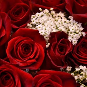 The fairytale of Alexandra Farms- the world’s no 1. garden rose grower