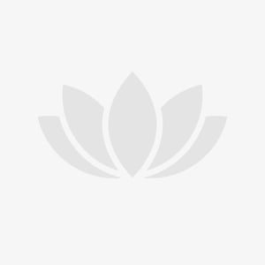 flower_placeholder