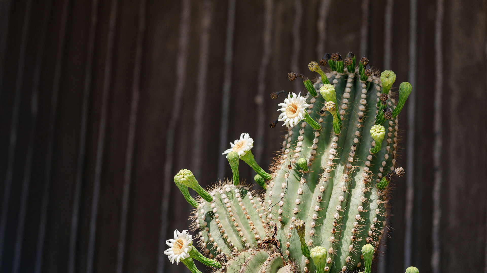 arizona